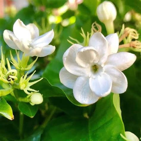 sampaguita plants for sale.